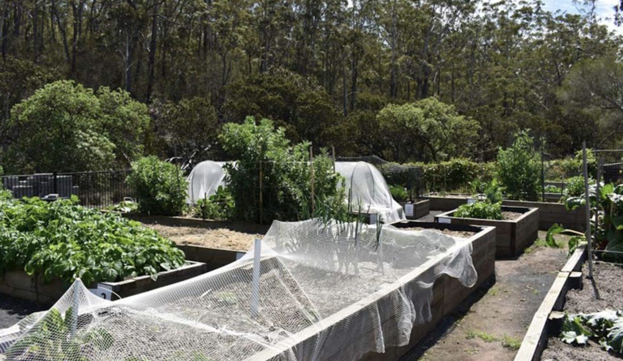 Acacia Ponds Veggie Garden