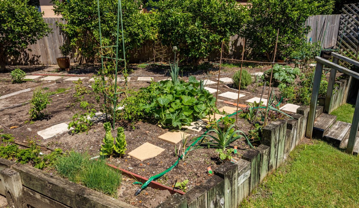 Dee Why Gardens veggie Garden