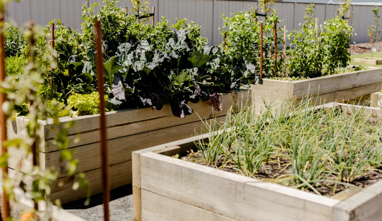 Huntly Lifestyle Estate Veggie Garden